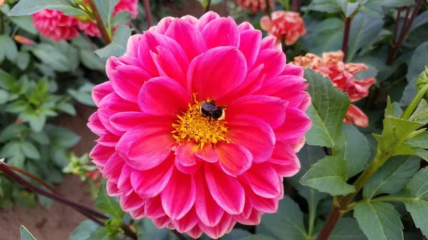 Beautiful Pink Dahlia Flower Petals Green Leaves — Stock Photo, Image