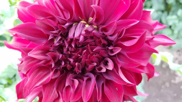 beautiful pink dahlia flower petals with green leaves