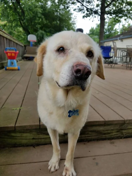 Tahta Güvertede Sevimli Beyaz Tüylü Bir Köpek — Stok fotoğraf