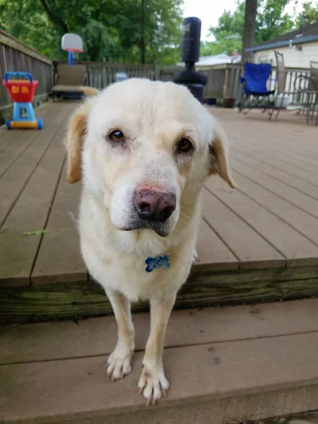 Simpatico Cane Peloso Bianco Sul Ponte Legno — Foto Stock