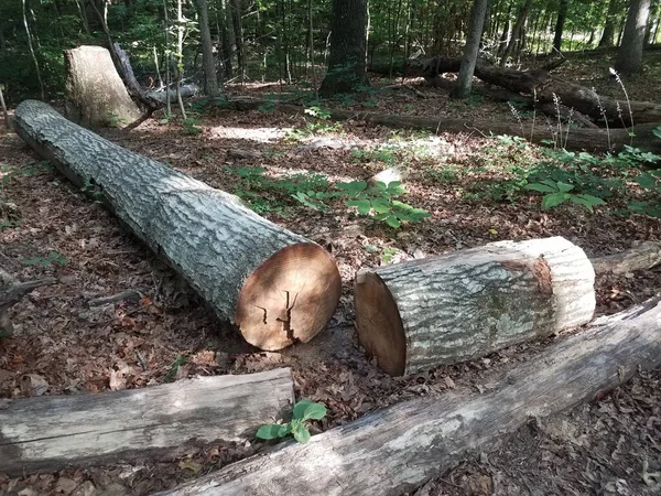 Ścięte Upadłe Drzewo Lesie Lub Lesie — Zdjęcie stockowe