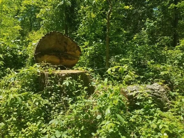 Grüne Pflanzen Und Blätter Mit Einem Umgestürzten Baum — Stockfoto