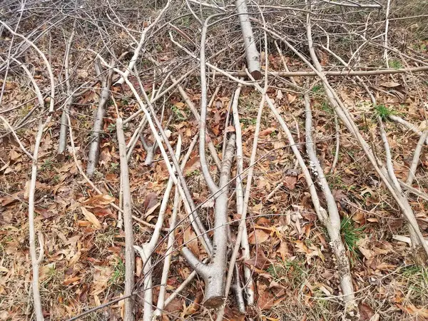 Kivágott Fák Vagy Faágak Levelek Halomban — Stock Fotó