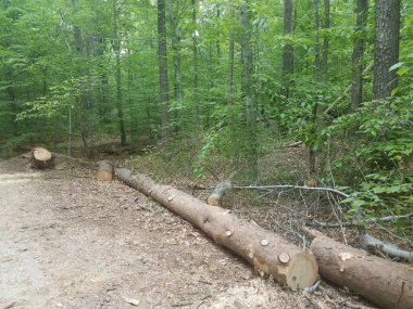 Kesilmiş ya da kesilmiş ağaç gövdesi yere saçılmış.