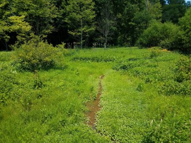 Sulak bir alanda küçük dere veya nehir ve çamur