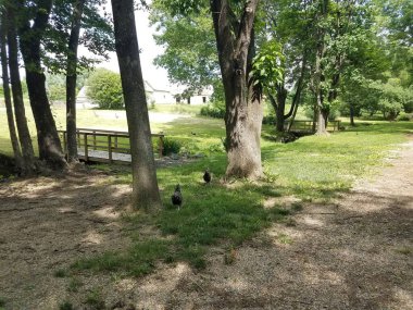 Derenin üzerindeki köprülerde tavuklar, kazlar ve ağaçlar var.