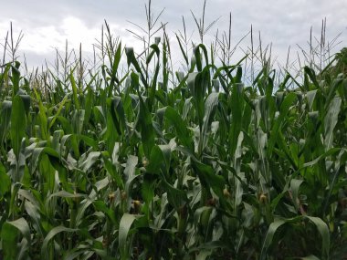 Yeşil mısır bitkileri yetişen tarla ya da çiftlik