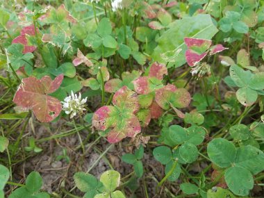 yeşil ve kırmızı yonca çimen, yabani otlar ve toprak