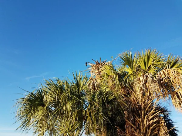 Ворона Або Чорна Пташка Пальмовому Листі Блакитному Небі — стокове фото