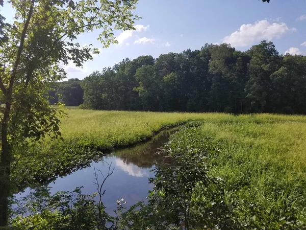 Green Trees Plants Wetland Marsh Area Creek — Stock Photo, Image