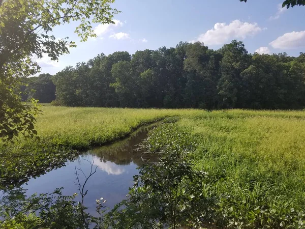 Green Trees Plants Wetland Marsh Area Creek — Stock Photo, Image