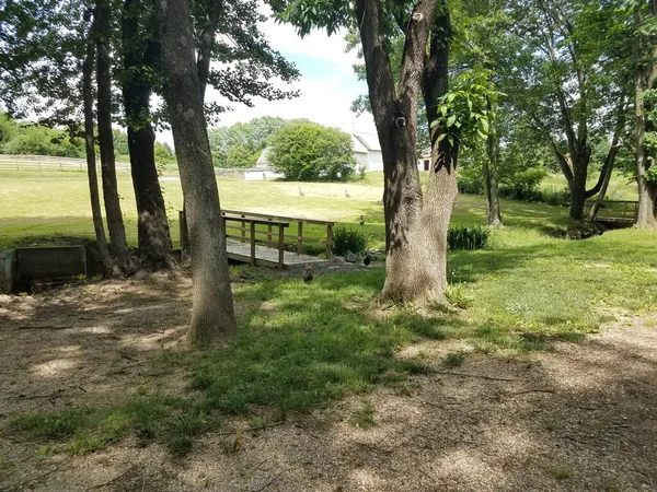 bridges over a creek with chickens and geese and trees