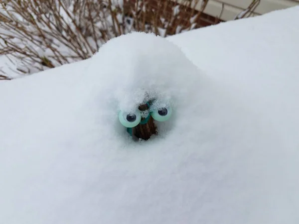 Creature Animal Eyes Covered White Snow — Stock Photo, Image