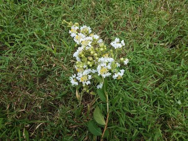 草や芝生の上のクレープ ミルトルの木から白と黄色の花の花びら — ストック写真