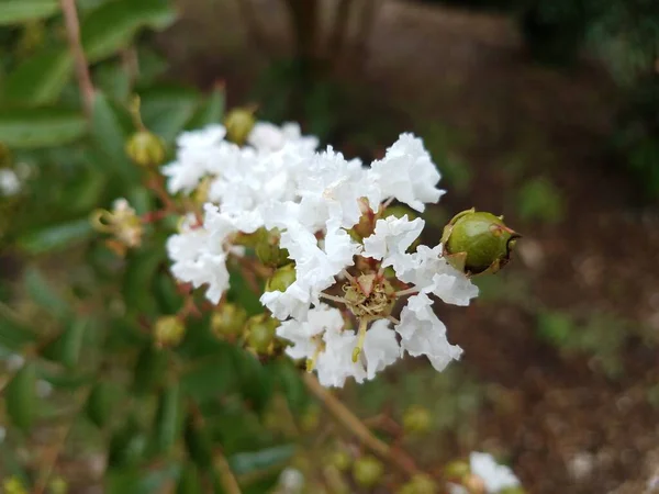 White Flower Blooming Crape Myrtle Tree — Stock Photo, Image