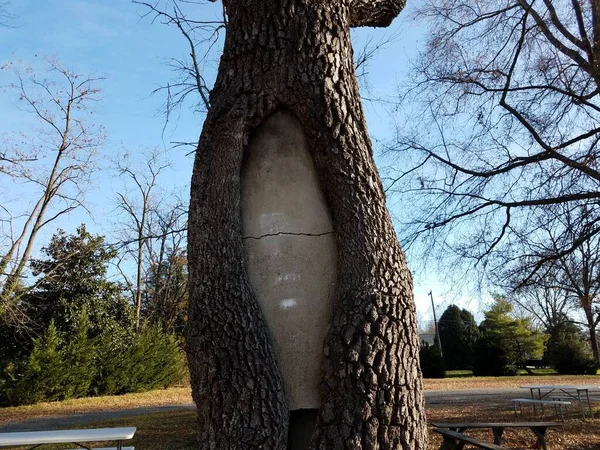 Viejo Cemento Agrietado Gris Dentro Tronco Árbol —  Fotos de Stock