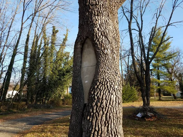 Grey Old Cracked Cement Tree Trunk — Stock Photo, Image