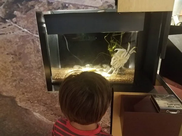 Pojke Barn Tittar Krabba Akvarium Tank Med Vatten — Stockfoto