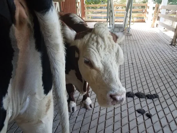 Vaca Branca Marrom Cocó Excremento Chão Cimento — Fotografia de Stock
