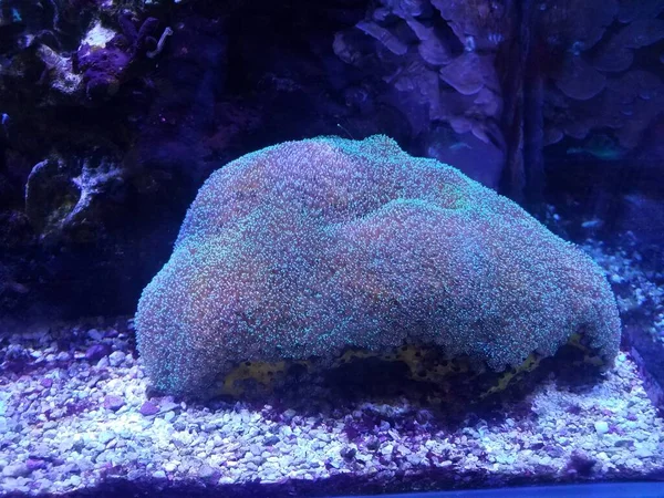 Gloeiend Koraal Aquariumwater Aquarium Met Kiezelstenen — Stockfoto
