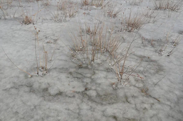 Замерзшая Вода Льда Грязи Растений Открытом Воздухе Пруду Реке — стоковое фото