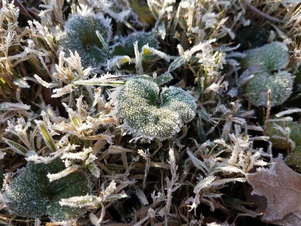 Холодный Мороз Лед Зеленой Траве Газоне Клевере Листьями — стоковое фото