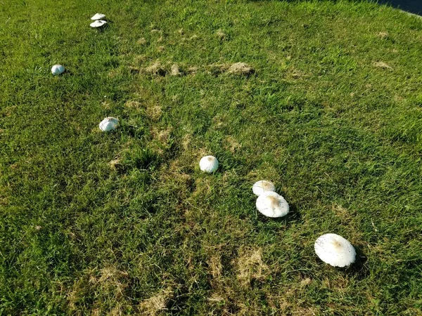 一丛簇绿色草地上的白色仙人掌蘑菇 — 图库照片