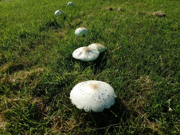 Een Cluster Van Witte Sprookjescirkel Paddenstoelen Groen Gras — Stockfoto