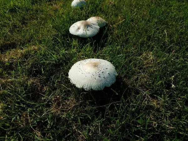 Grupo Cogumelos Círculo Fadas Brancas Grama Verde — Fotografia de Stock