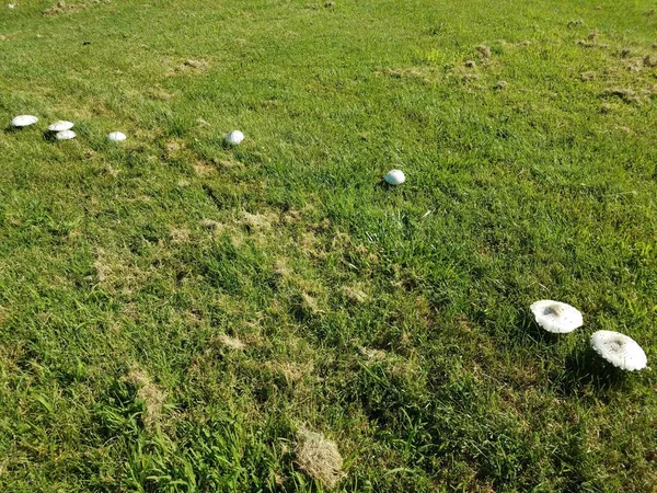一丛簇绿色草地上的白色仙人掌蘑菇 — 图库照片