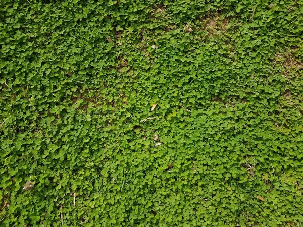 Yeşil Yonca Otları Yeşil Çimenlikteki Bitkiler — Stok fotoğraf