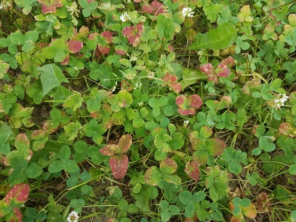 green and red clover with grass and weeds and dirt