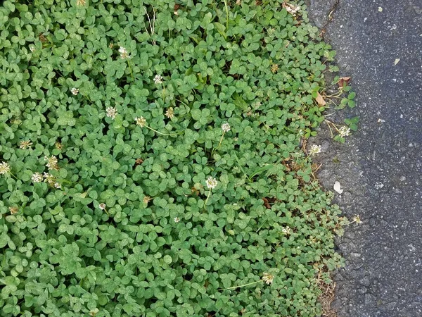 芝生と黒いアスファルトの緑のクローバー — ストック写真