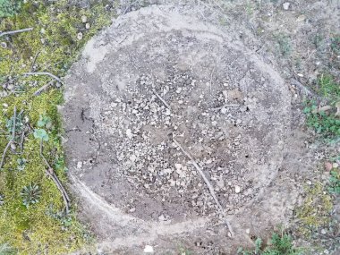 Toprakta ya da yosunlu toprakta daire şeklinde.