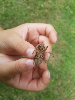 Bir çocuğun elleri nazikçe ağustos böceği derisini tutuyor.