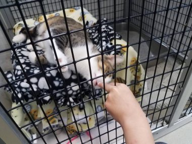 çocuk parmakları ve neşeli beyaz ve gri kedi veya kafesteki kedi yavrusu