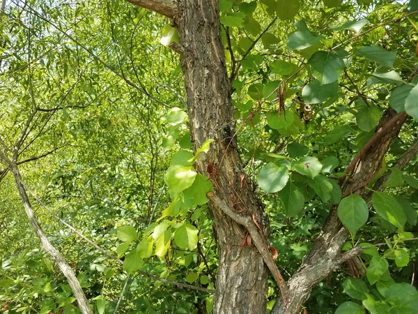 의나무 줄기에 커다란 — 스톡 사진