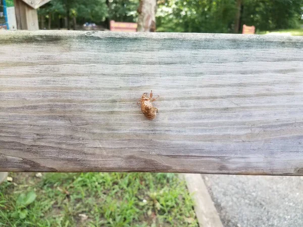 Cicada Skin Shed Brown Wood Board — Stock Photo, Image