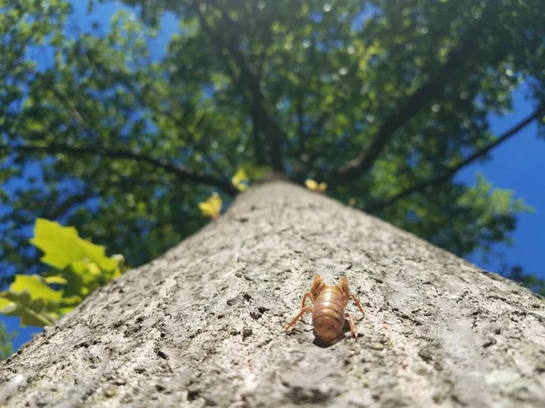 shed cicada skin on trunk of tall oak tree