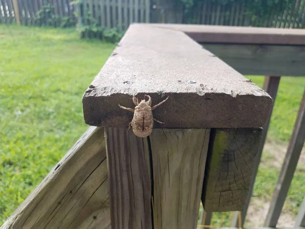 cicada shell or skin on brown wood deck railing and green grass