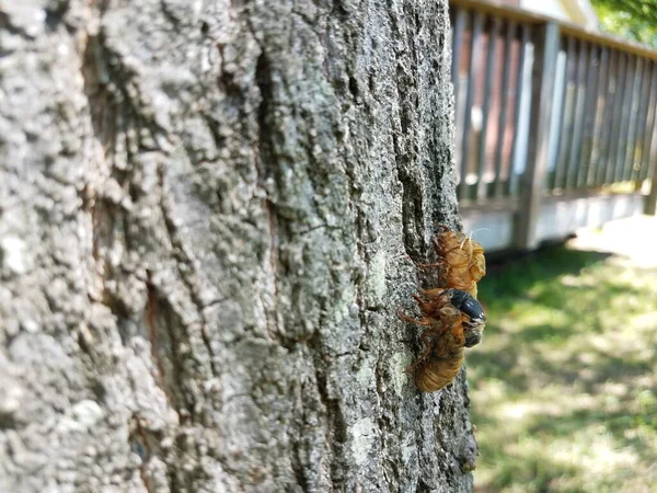 cicadas shedding skin on oak tree trunk in backyard