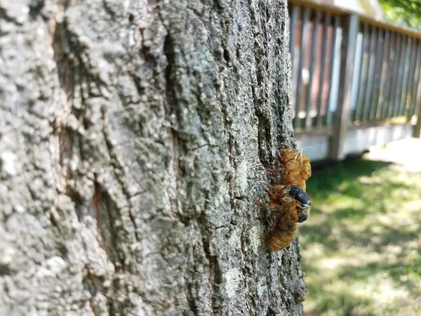 Cicale Spargimento Della Pelle Sul Tronco Quercia Cortile — Foto Stock