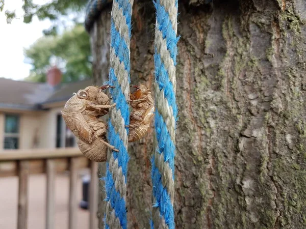 Dos Pieles Cigarra Una Cuerda Azul Árbol — Foto de Stock