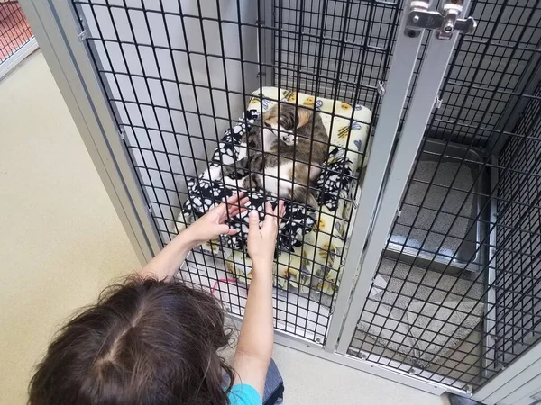 Child Playing Cat Kitten Metal Cage Crate — Stock Photo, Image