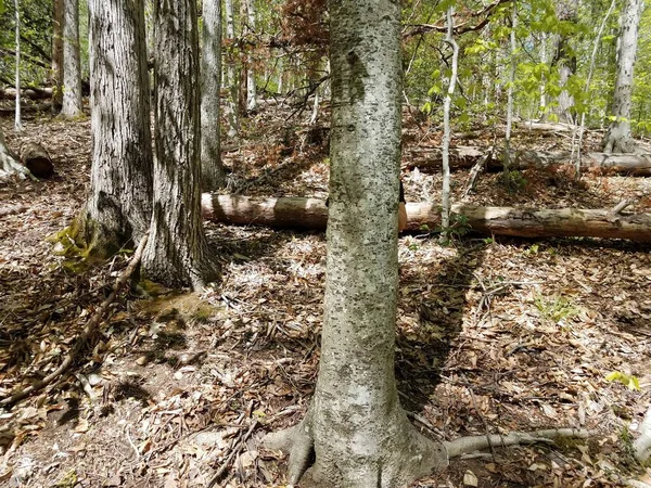 Dziecko Chowające Się Drzewem Wyrytym Sercem Lesie Lub Lesie — Zdjęcie stockowe