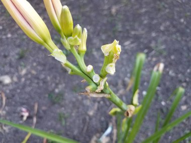 Zambak çiçekleri ve sapları kemirdi ve geyikler tarafından yenildi.