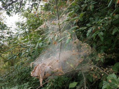 Büyük tırtıl ağları ya da ağaçtaki yeşil yapraklı yuva.