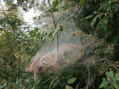 Büyük tırtıl ağları ya da ağaçtaki yeşil yapraklı yuva.