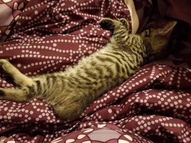 Siyah ve beyaz tüylü kedi yavrusu mor ve beyaz battaniyenin üzerinde uyuyor.