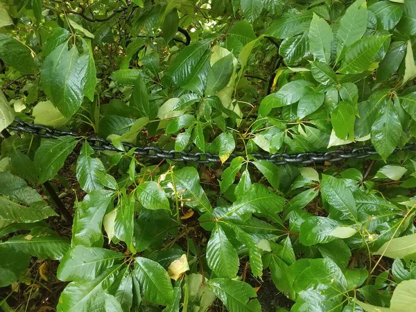 Мокрое Капающее Зеленое Растение Мокрой Черной Металлической Цепью — стоковое фото
